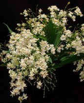 Oncidium Twinkle Fantasy